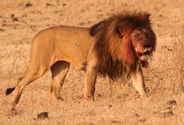 ascendente Leo